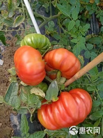 马蹄大番茄种子