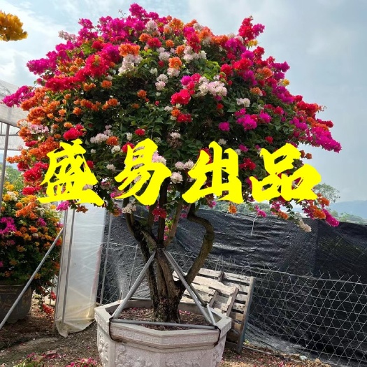 漳州多色五雀三角梅大量供应 造型紫花三角梅批发 红花三角梅价格