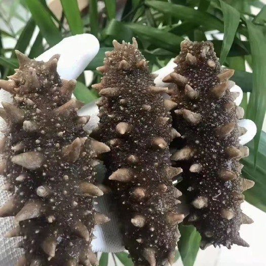 烟台烟台长岛即食海参