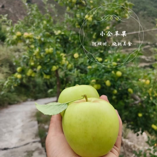 小金县阿坝州高原小金苹果