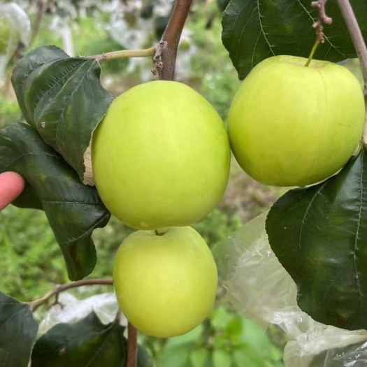 江山市青蜜枣，苹果枣，枣