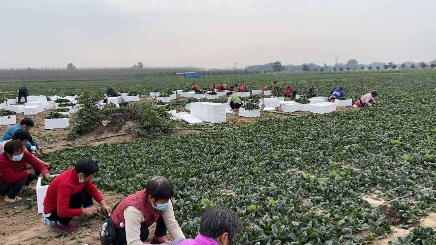 圆叶短杆趴地菠菜