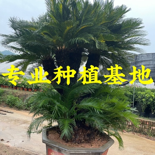 造型多头苏铁批发 多头铁树价格 大铁树报价 铁树盆景供应