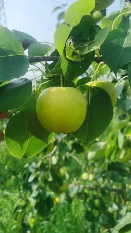 太原皇冠梨
