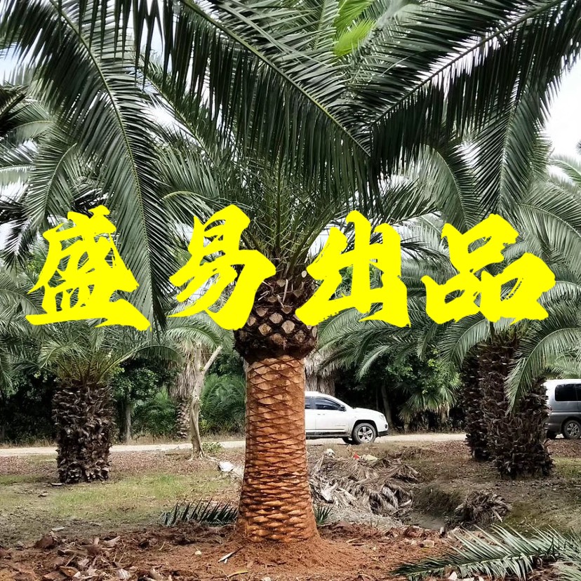 浙江加拿利海枣价格 加拿利海枣头批发 上海加拿利海枣树供应