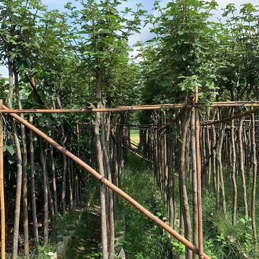 揭阳3分黄花风铃木袋苗