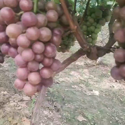 平邑县精品巨峰大量上市，甜度高，穗性好，欢迎采购