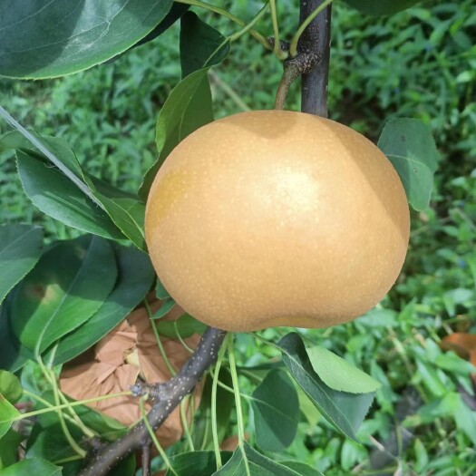 新沂市秋月梨 千亩基地