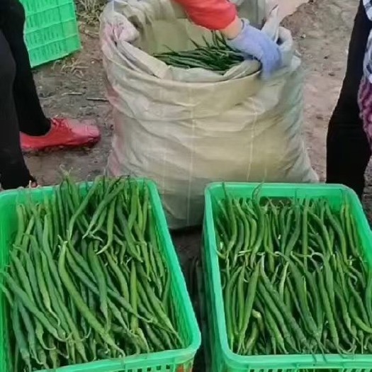 成县辣椒 蔬菜