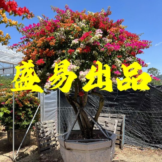 漳州五雀多色三角梅 同安红三角梅批发 四季红三角梅 中国红三角梅
