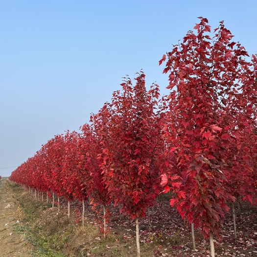 邳州市美国红枫，红冠，红点，秋火焰，