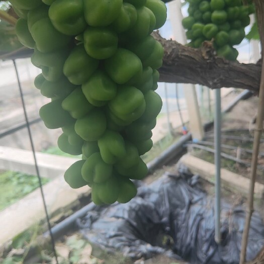 兴化市阳光玫瑰葡萄