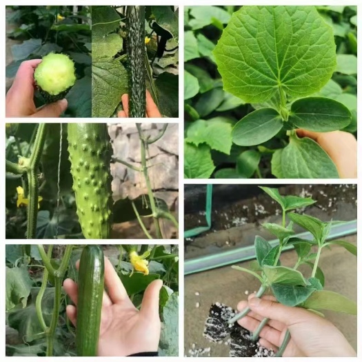 嫁接黄瓜苗直播黄瓜苗强磁黑油亮绿芯密刺瓜把短无刺水果小黄瓜苗