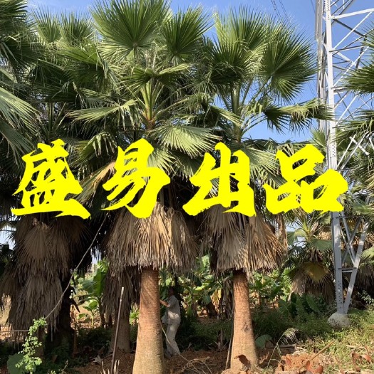 漳州福建老人葵批发 华盛顿棕榈价格 华棕基地直销 华盛顿葵