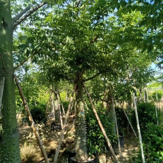 揭阳18分美丽木棉