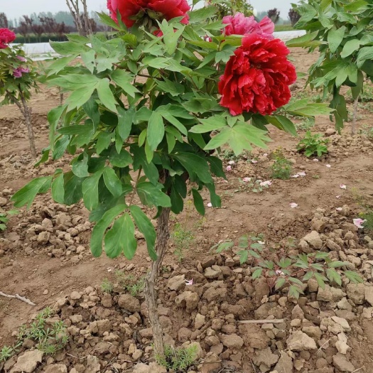 菏泽牡丹牡丹苗
