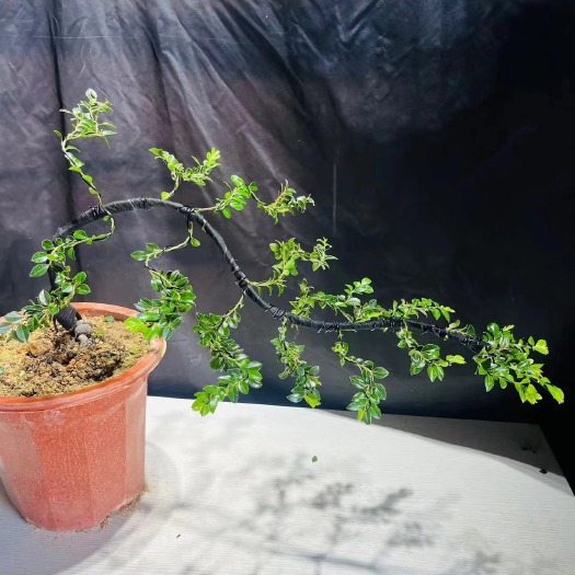 广州紫檀造型紫檀盆栽高端大气上档次居家室内室外常备绿植盆栽净化新