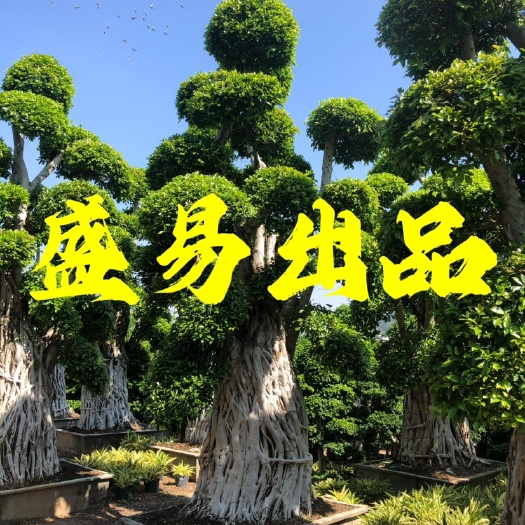 造型小叶榕桩头 小叶榕桩景 小叶榕树桩 造型榕树盆景