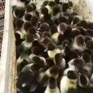 大种麻鸭苗，蛋鸭公苗，