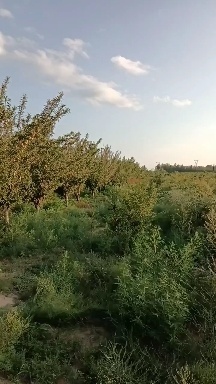 翁牛特旗香蕉李子