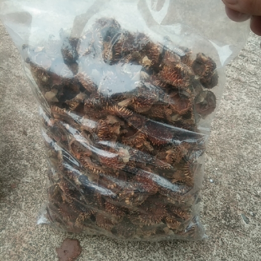 天全县刺梨  干果