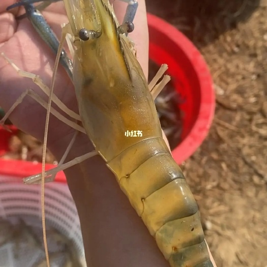 无为市罗氏沼虾，稻田套养，生态养殖，绿色环保，肉质饱满，出肉率高