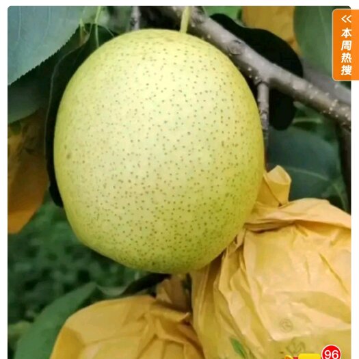 泸西县雪花梨，清脆甜口