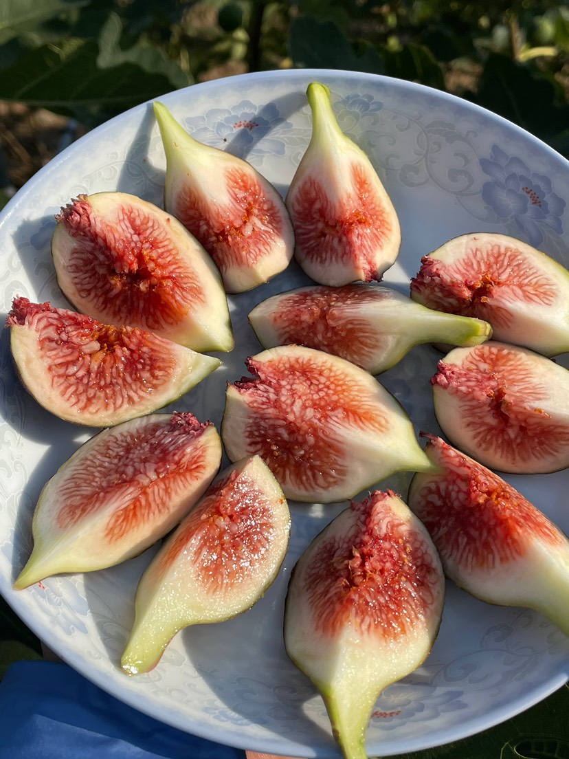 冬季紫皮无花果