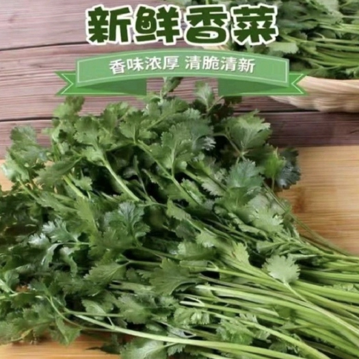  精品香菜25~30厘米
