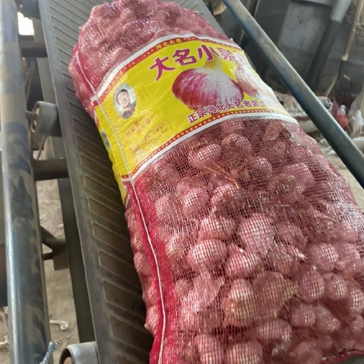 大名县大名紫红皮蒜种