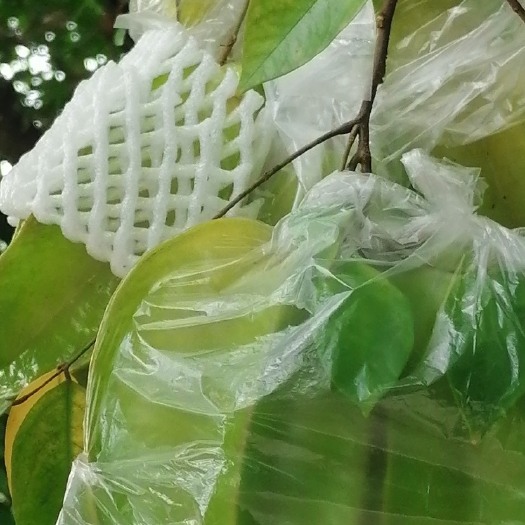 揭阳优质杨桃