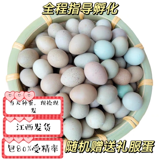 芦丁鸡蛋可孵化受精种蛋包80%受精率包邮到家
