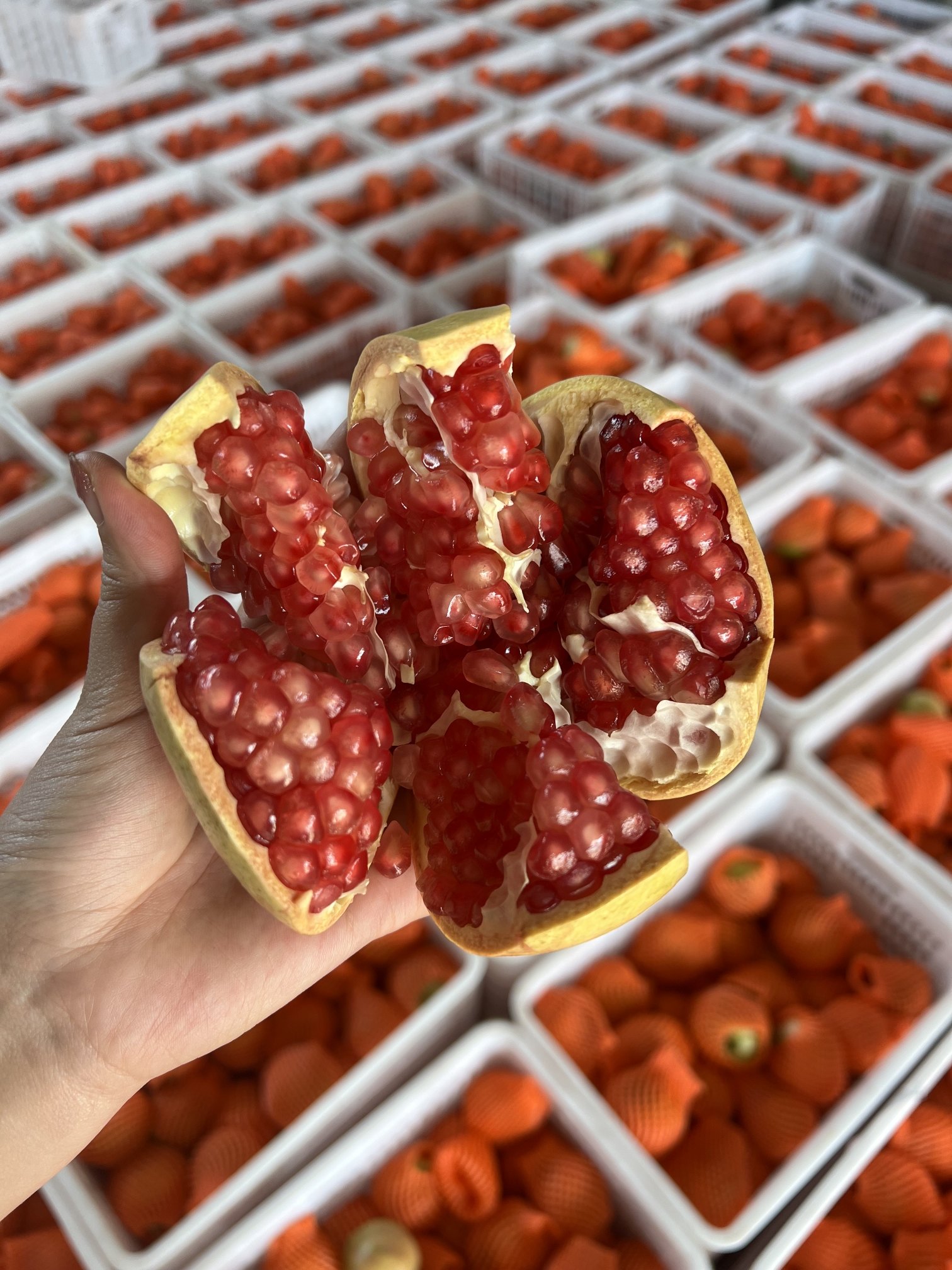 一件代发2024年新鲜四川会理突尼斯软籽石榴大果现采现发货