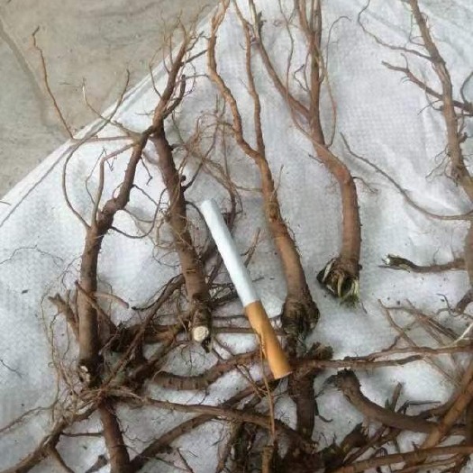 康保县河北 四年生北柴胡  皂苷含量超药典2.86倍 持续生长中