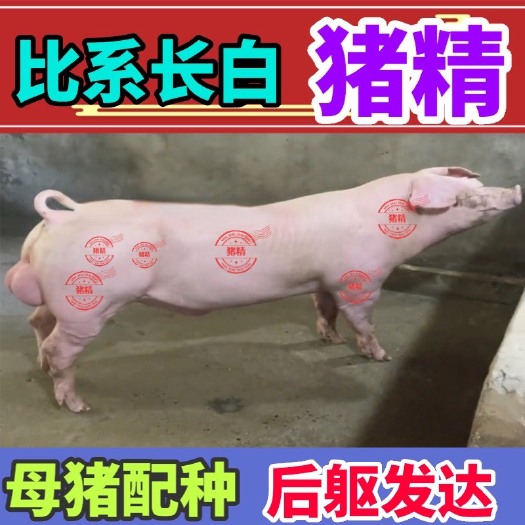 郑州比系长白公猪猪精纯种正品后躯发达背宽腹直身长胸宽母猪改良体型