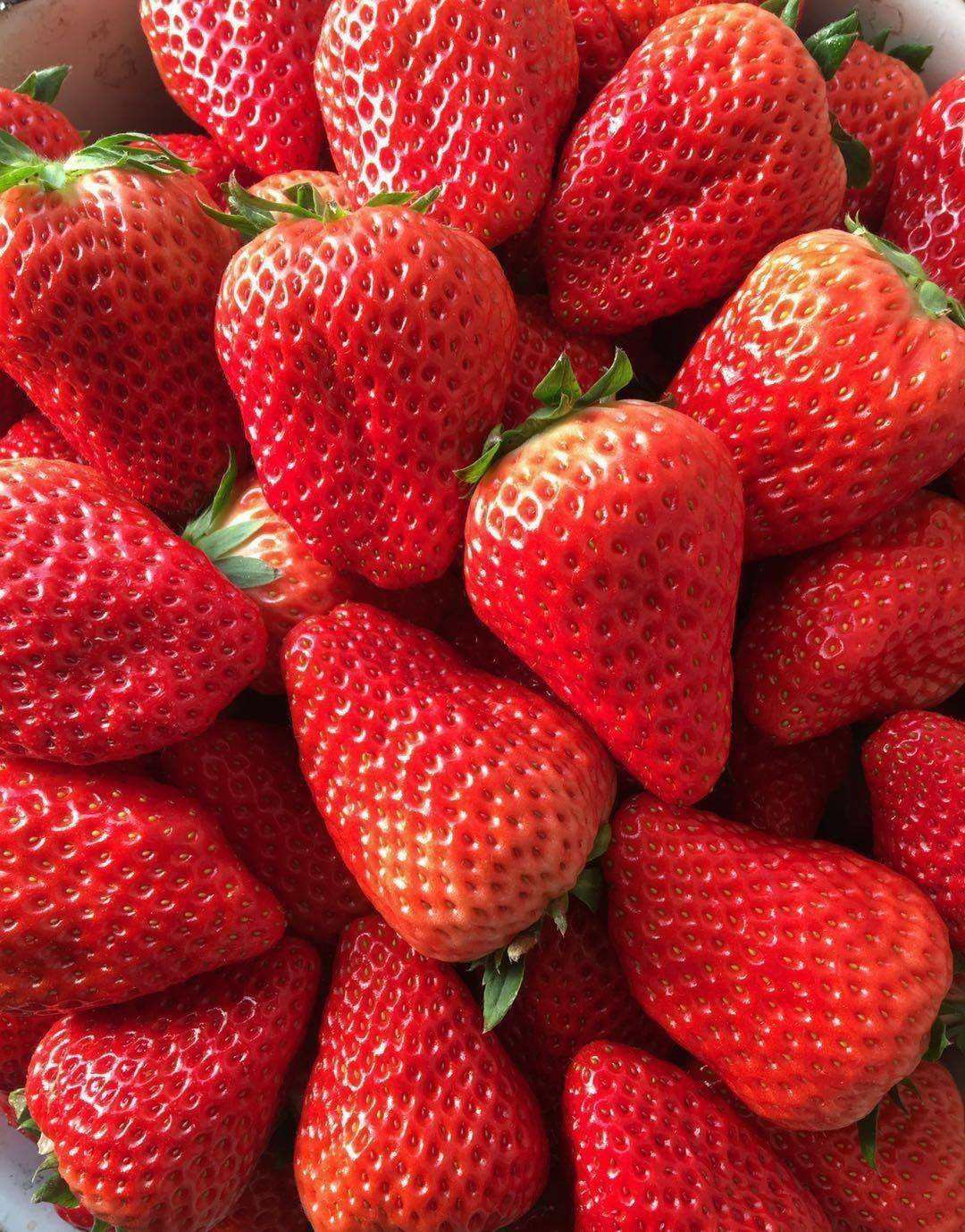 泰安甜宝草莓苗 章姬多少钱一棵 奶油草莓苗 品种草莓苗