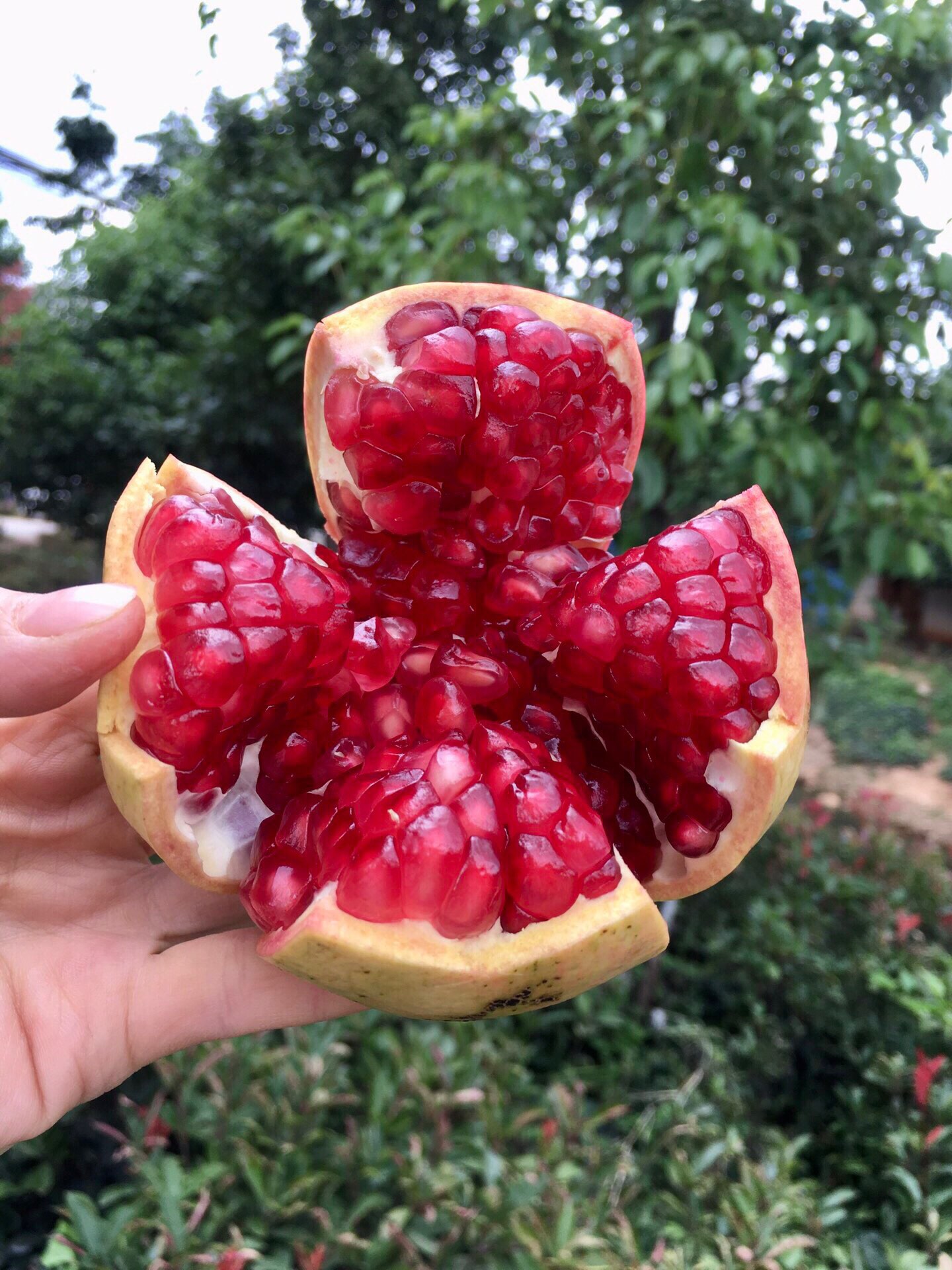 一件代发2024年新鲜四川会理突尼斯软籽石榴大果现采现发货