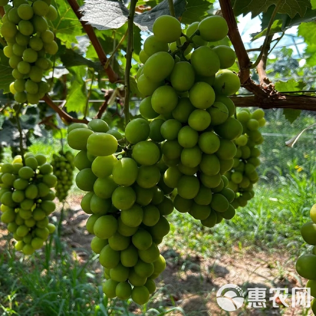 个大味好大荔欢迎你的