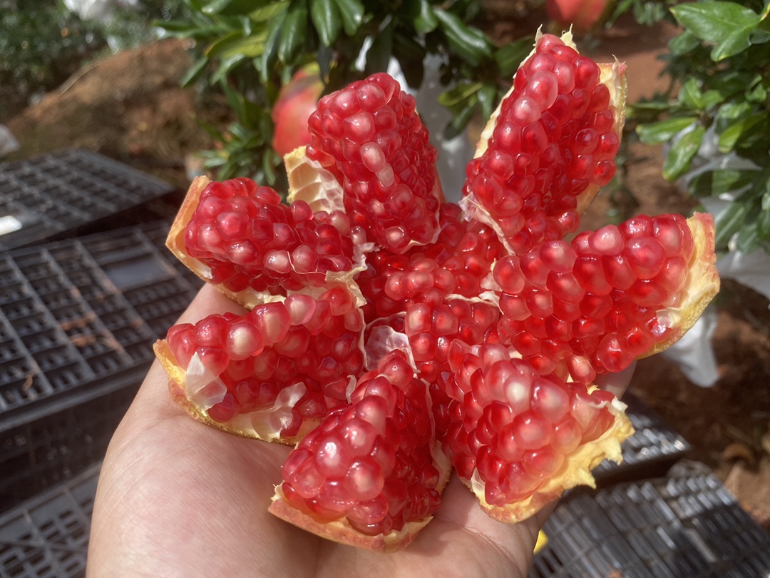 一件代发2024年新鲜四川会理突尼斯软籽石榴大果现采现发货