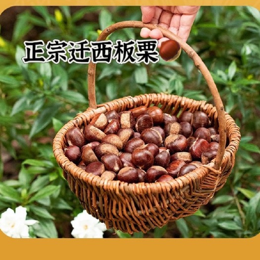 迁西县迁西板栗，原产地发货