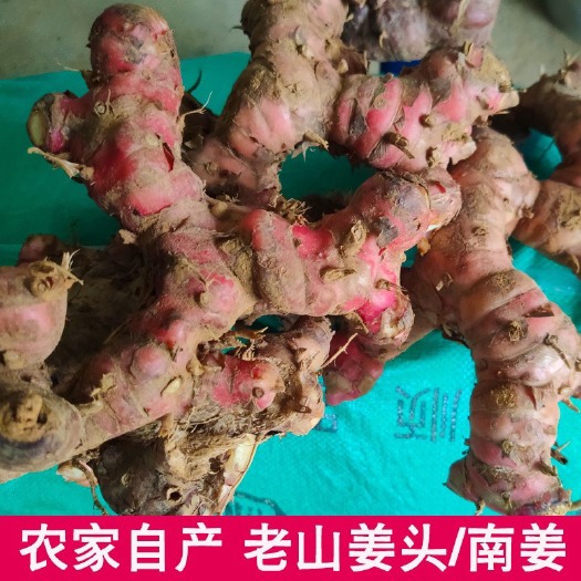 廉江市越南红皮山姜 泰国红皮南姜 潮汕香料火锅底料红皮南姜 山姜头