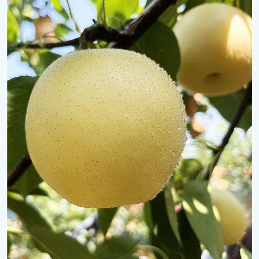 莒南县皇冠梨