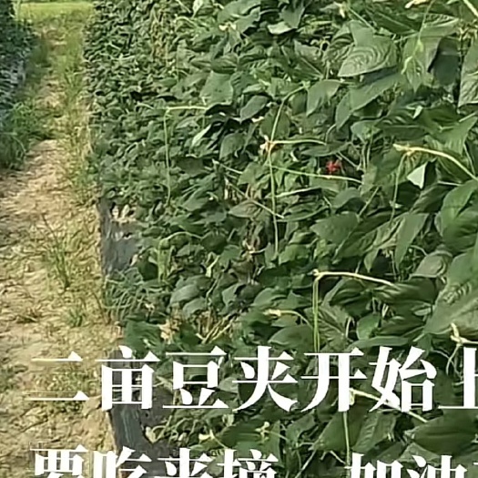 定远县嫩豆角