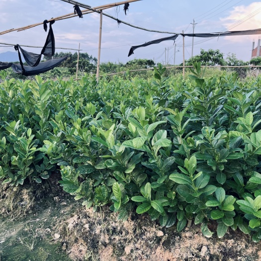 惠东县广东香水柠檬苗
十几年果园种植经验培育
品相纯正