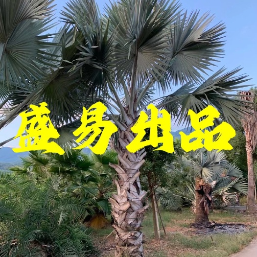 霸王棕批发 福建霸王棕供应 霸王棕基地霸王棕供应 霸王棕价格
