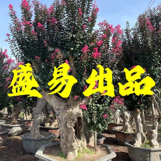 漳州福建紫薇桩供应 浙江紫薇桩头基地直销 紫薇桩景 紫薇树桩