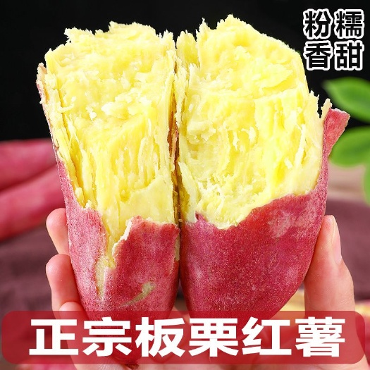 唐河县河南新鲜黄心板栗薯当季红薯软糯香甜粉粉面面现挖番薯地瓜