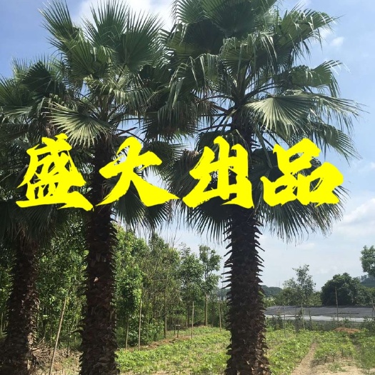 福建老人葵价格 老人葵树批发 华棕基地 华盛顿棕榈供应