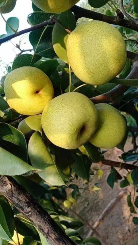 兰考县自家果园种植白酥梨
