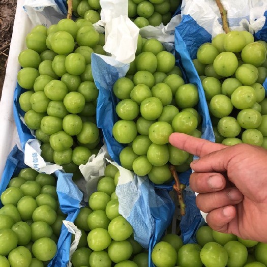 新沂市阳光玫瑰葡萄